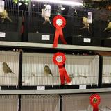 Aalten, Kleur en Fleur, vogelshow, 26 november 2016 018.jpg